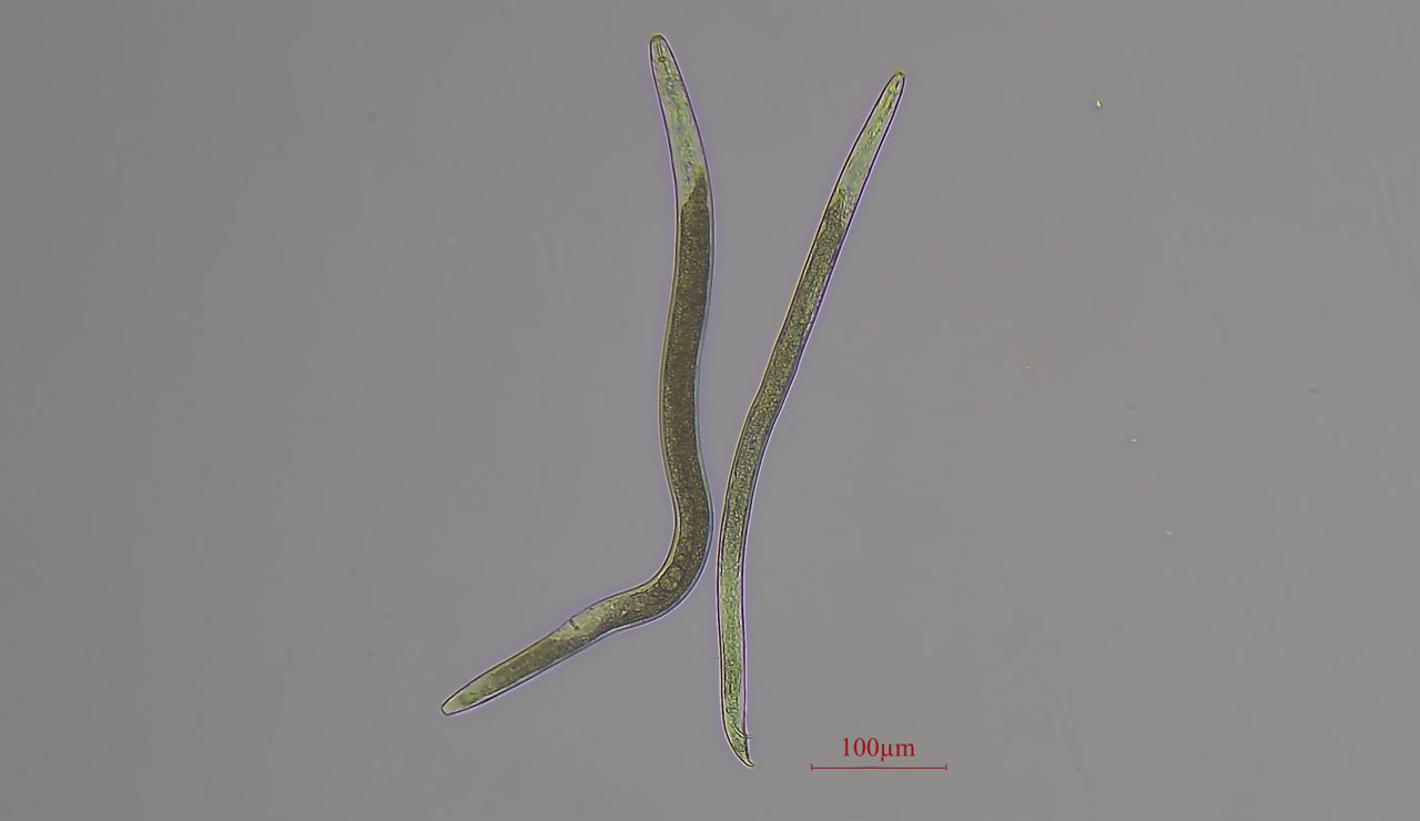 Closeup microscope photo of Root Lesion Nematode
