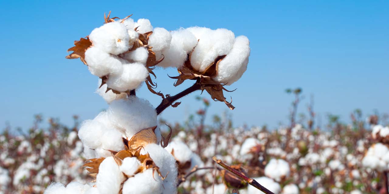 Photo of a cotton plant