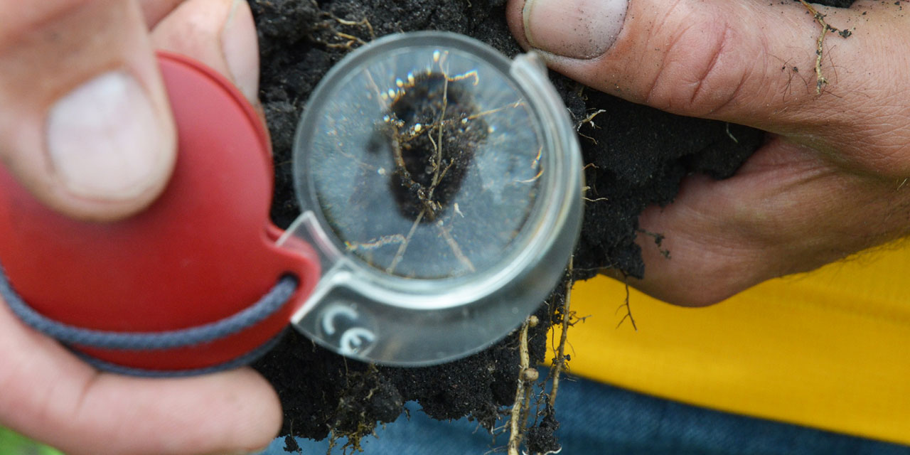 Photo of a person examining plant roots