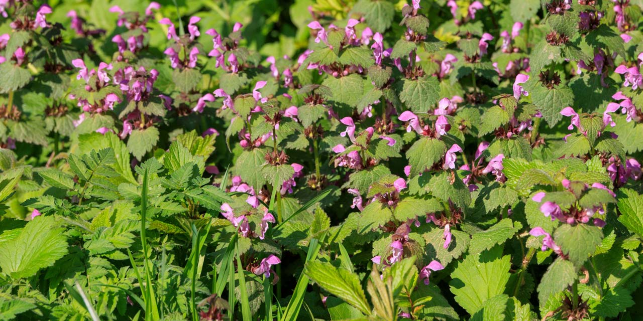 Photo of various plants
