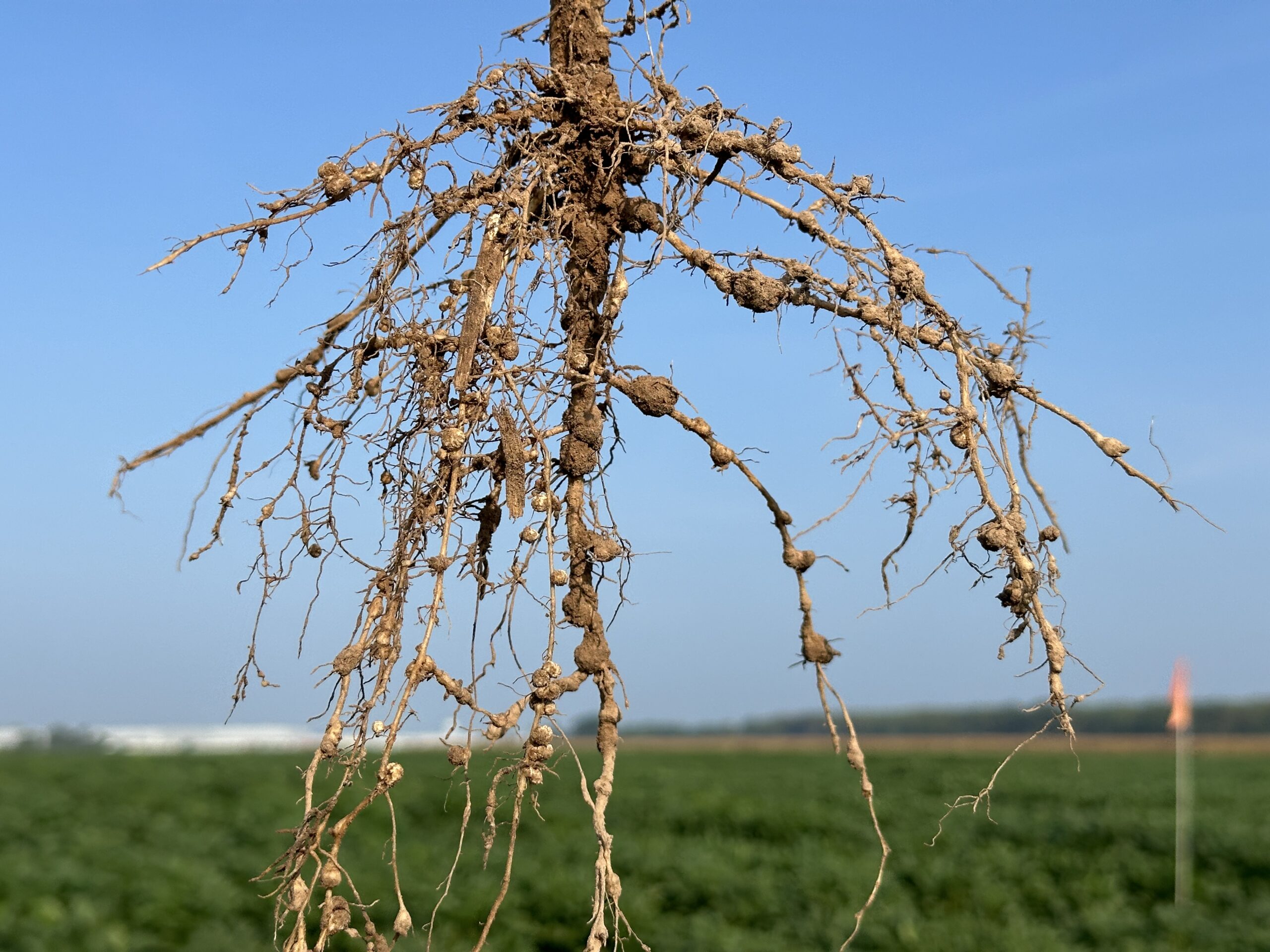 A closeup of soybean roots with visible soybean cyst nematode nodules. A farm and blue sky are visible in the background.