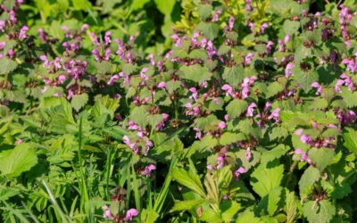 Strengthen SCN Control Through Effective Weed Management