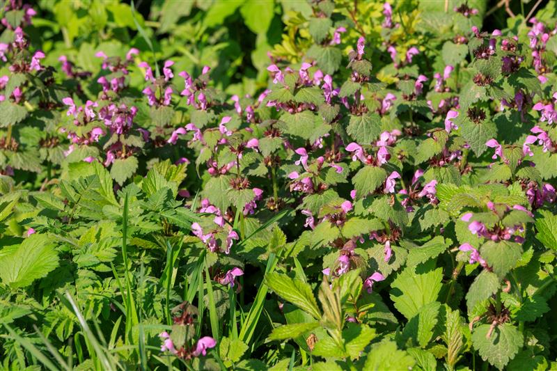 SCN control in weeds