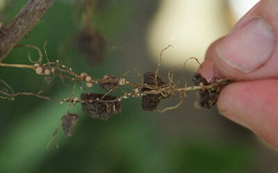Proactive Management Helps Keep SCN Populations Low