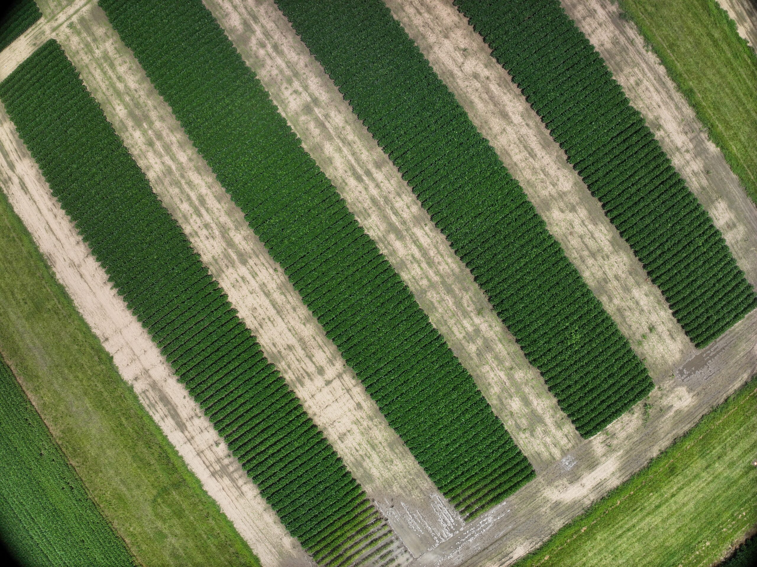 Crops fields